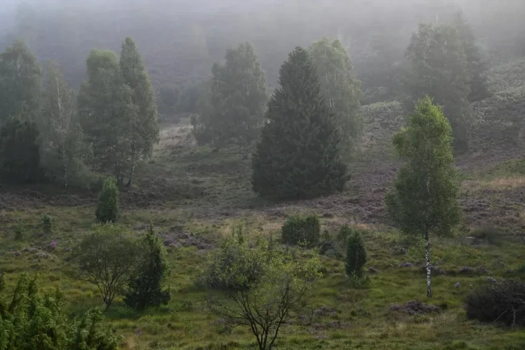 Landschaft – Lüneburger Heide, Wald, Morgenlicht,Nebel,Mystisch, Spätsommer