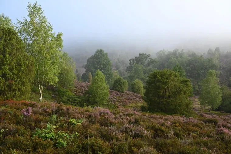 Landschaft – Lüneburger Heide, Wald, Morgenlicht,Nebel,Mystisch, Spätsommer