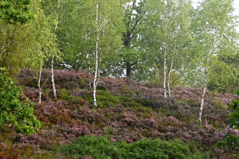 Landschaft – Lüneburger Heide, Wald, Morgenlicht,Nebel,Mystisch, Spätsommer