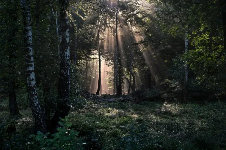 Landschaft – Lüneburger Heide, Wald, Morgenlicht,Nebel,Mystisch, Spätsommer