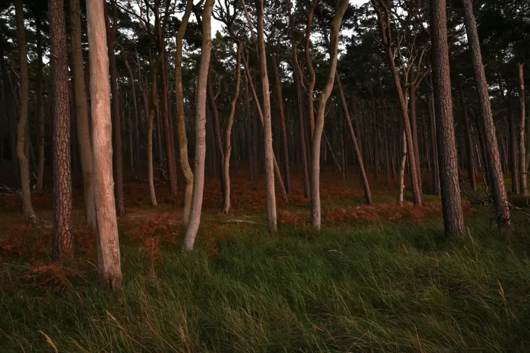 Landschaft – Ostsee, Küste,Wald, Dämmerung,Minimalistisch, Spätsommer