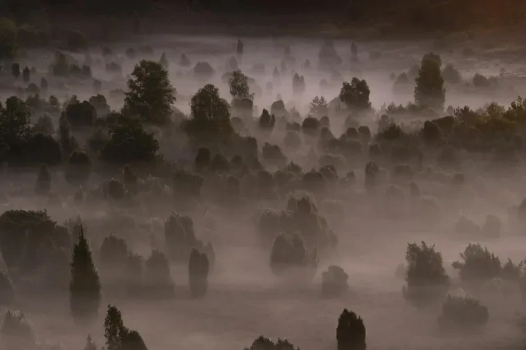 Landschaft – Lüneburger Heide, Heide, Nebel,Morgenlicht,Malerisch, Spätsommer