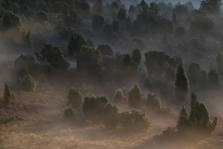 Landschaft – Lüneburger Heide, Heide, Nebel,Morgenlicht,Malerisch, Spätsommer