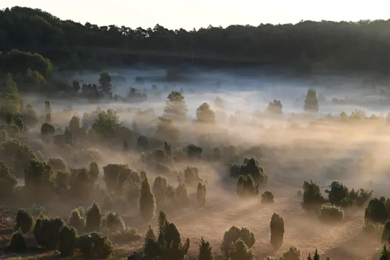 Landschaft – Lüneburger Heide, Heide, Nebel,Morgenlicht,Malerisch, Spätsommer
