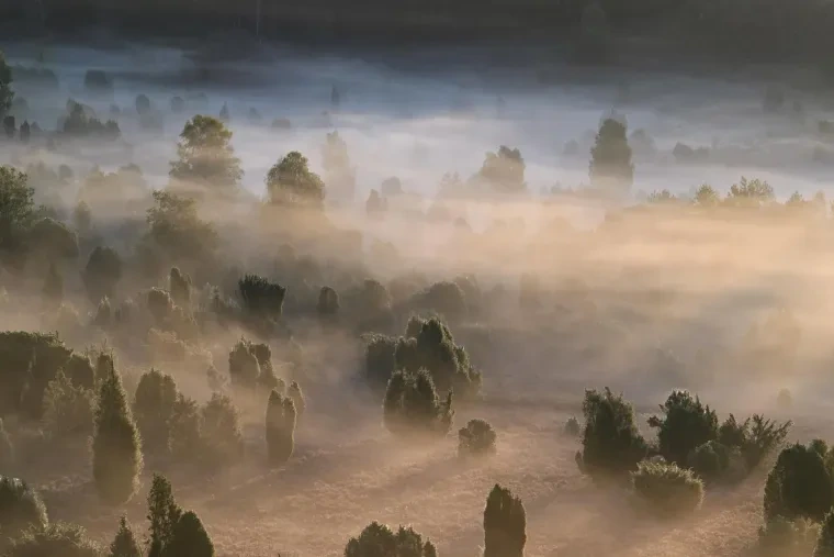 Landschaft – Lüneburger Heide, Heide, Nebel,Morgenlicht,Malerisch, Spätsommer