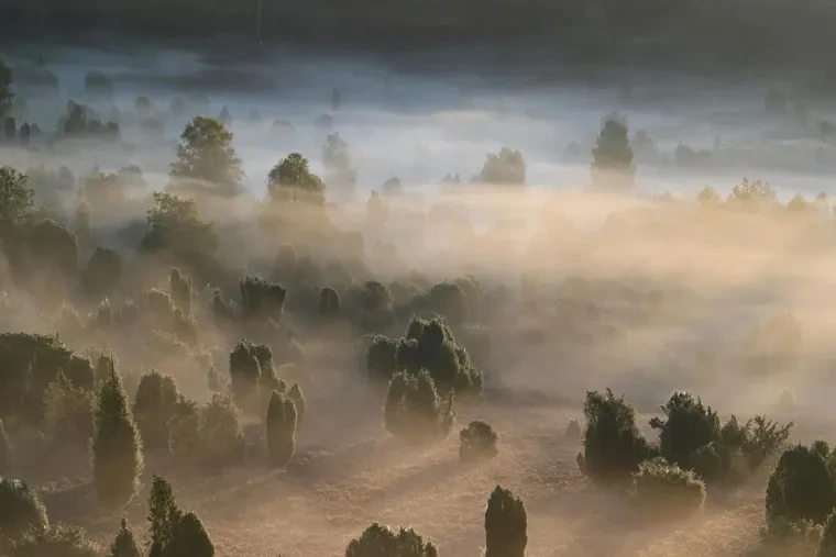 Landschaft – Lüneburger Heide, Heide, Nebel,Morgenlicht,Malerisch, Spätsommer