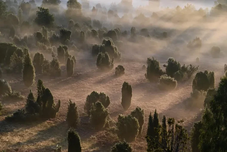 Landschaft – Lüneburger Heide, Heide, Nebel,Morgenlicht,Malerisch, Spätsommer