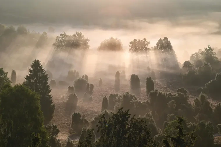 Landschaft – Lüneburger Heide, Heide, Nebel,Morgenlicht,Malerisch, Spätsommer