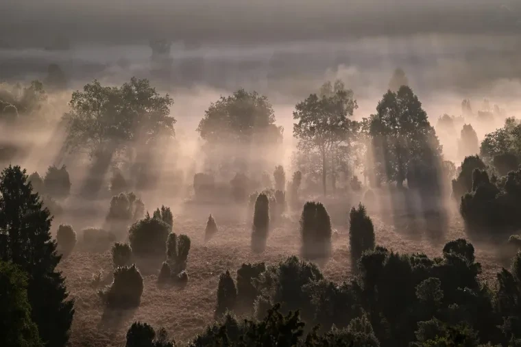 Landschaft – Lüneburger Heide, Heide, Nebel,Morgenlicht,Malerisch, Spätsommer