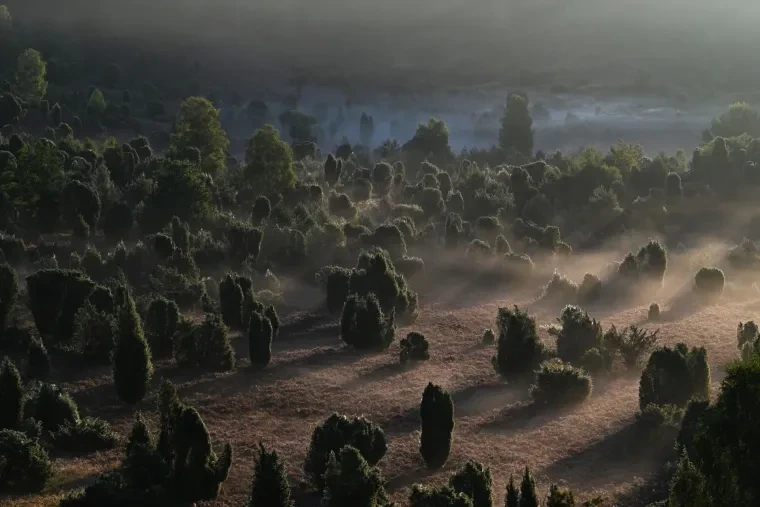 Landschaft – Lüneburger Heide, Heide, Nebel,Morgenlicht,Malerisch, Spätsommer
