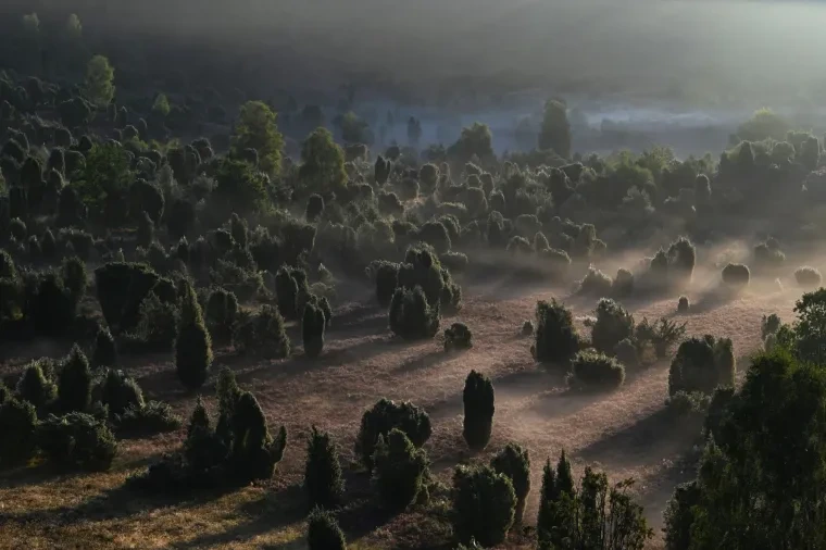 Landschaft – Lüneburger Heide, Heide, Nebel,Morgenlicht,Malerisch, Spätsommer