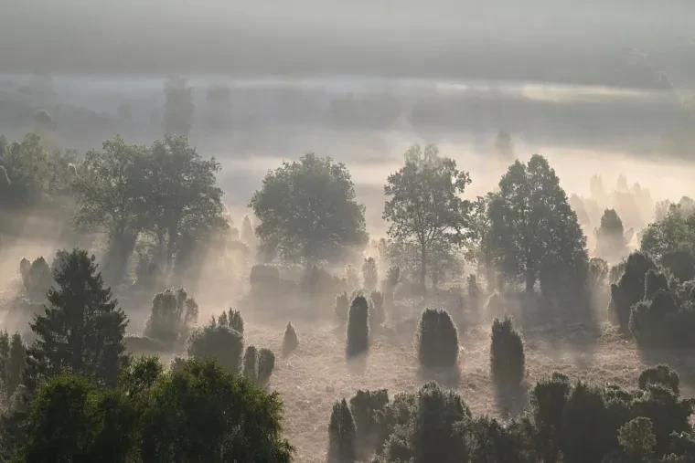 Landschaft – Lüneburger Heide, Heide, Nebel,Morgenlicht,Malerisch, Spätsommer