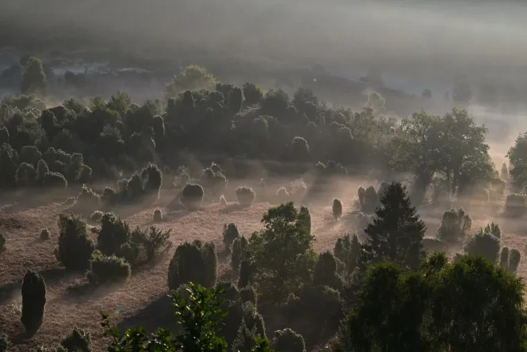 Landschaft – Lüneburger Heide, Heide, Nebel,Morgenlicht,Malerisch, Spätsommer