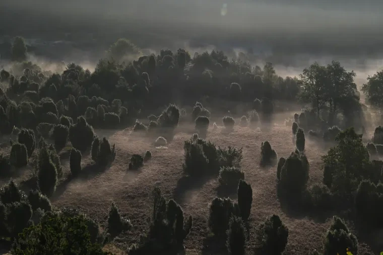 Landschaft – Lüneburger Heide, Heide, Nebel,Morgenlicht,Malerisch, Spätsommer