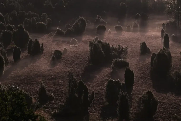 Landschaft – Lüneburger Heide, Heide, Nebel,Morgenlicht,Malerisch, Spätsommer