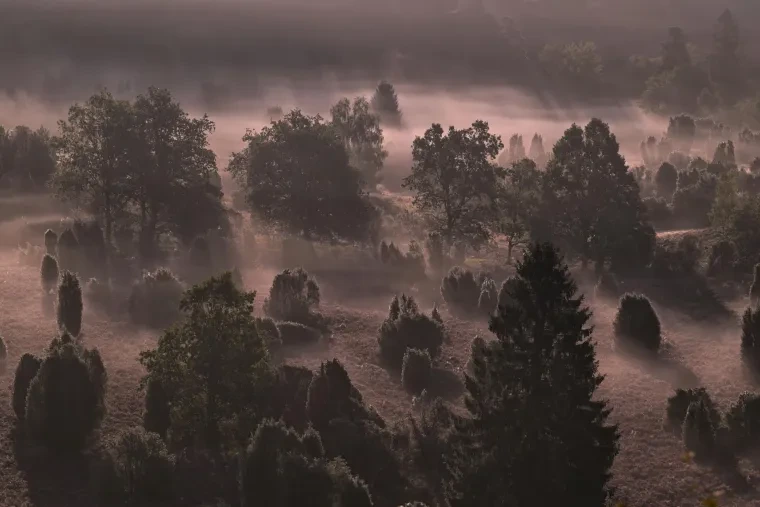 Landschaft – Lüneburger Heide, Heide, Nebel,Morgenlicht,Malerisch, Spätsommer
