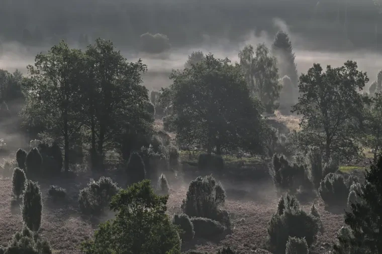 Landschaft – Lüneburger Heide, Heide, Nebel,Morgenlicht,Malerisch, Spätsommer