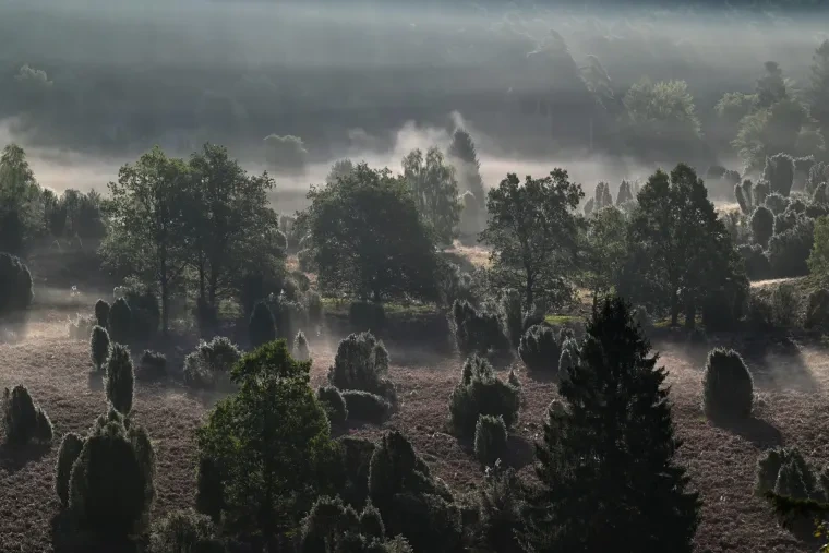 Landschaft – Lüneburger Heide, Heide, Nebel,Morgenlicht,Malerisch, Spätsommer