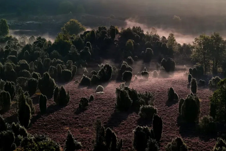 Landschaft – Lüneburger Heide, Heide, Nebel,Morgenlicht,Malerisch, Spätsommer