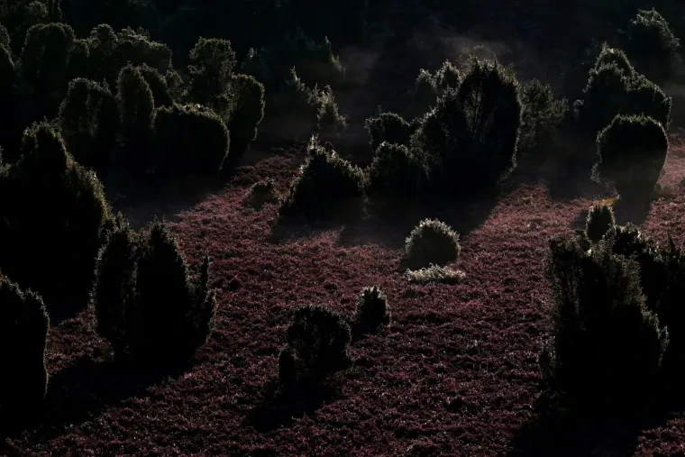 Landschaft – Lüneburger Heide, Heide, Nebel,Morgenlicht,Malerisch, Spätsommer