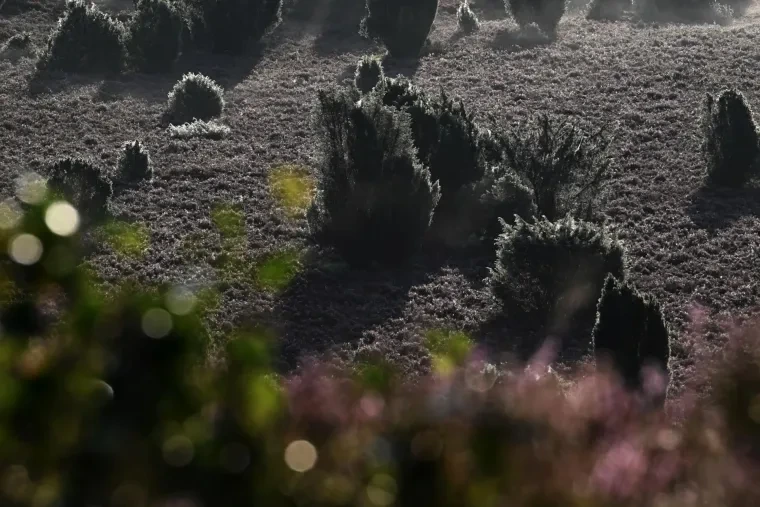 Landschaft – Lüneburger Heide, Heide, Nebel,Morgenlicht,Malerisch, Spätsommer