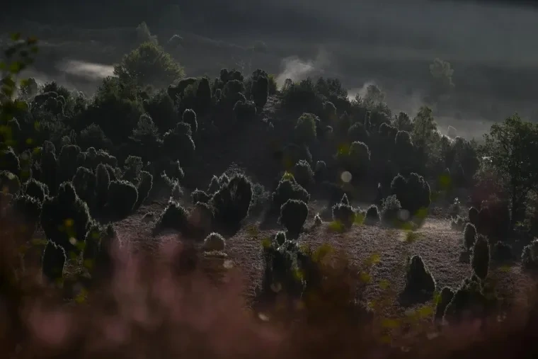 Landschaft – Lüneburger Heide, Heide, Nebel,Morgenlicht,Malerisch, Spätsommer