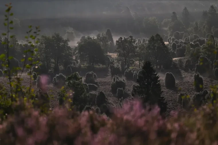 Landschaft – Lüneburger Heide, Heide, Nebel,Morgenlicht,Malerisch, Spätsommer
