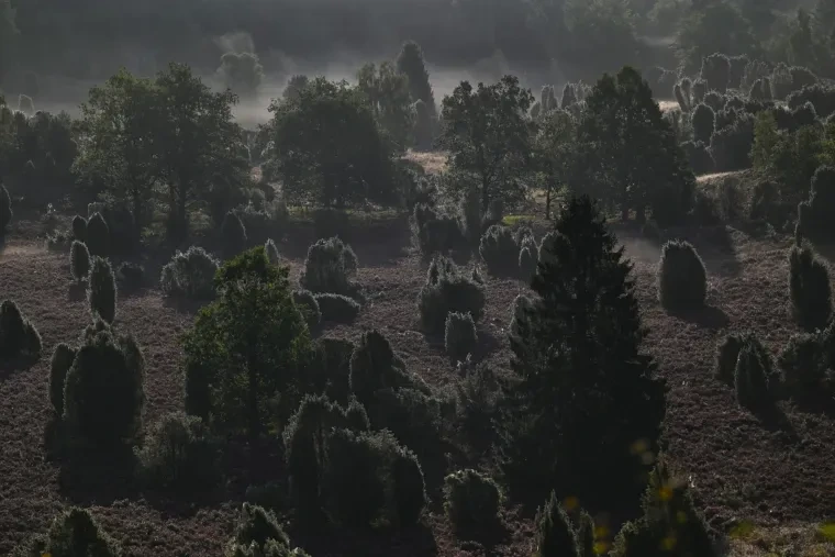 Landschaft – Lüneburger Heide, Heide, Nebel,Morgenlicht,Malerisch, Spätsommer