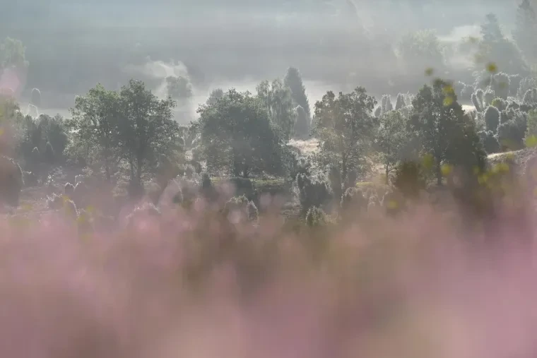Landschaft – Lüneburger Heide, Heide, Nebel,Morgenlicht,Malerisch, Spätsommer