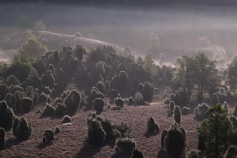 Landschaft – Lüneburger Heide, Heide, Nebel,Morgenlicht,Malerisch, Spätsommer