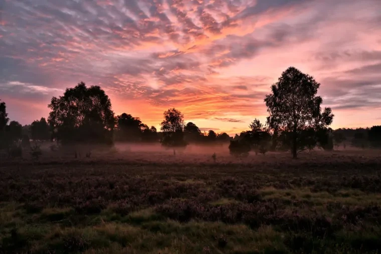 Landschaft – Lüneburger Heide, Heide, Sonnenaufgang,Morgenlicht,Nebel, Spätsommer