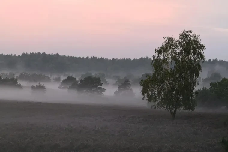 Landschaft – Lüneburger Heide, Heide, Sonnenaufgang,Morgenlicht,Nebel, Spätsommer