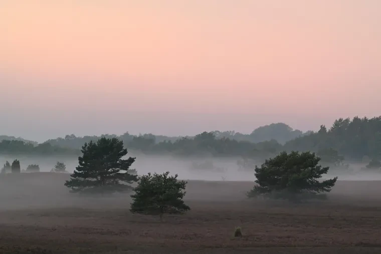 Landschaft – Lüneburger Heide, Heide, Sonnenaufgang,Morgenlicht,Nebel, Spätsommer