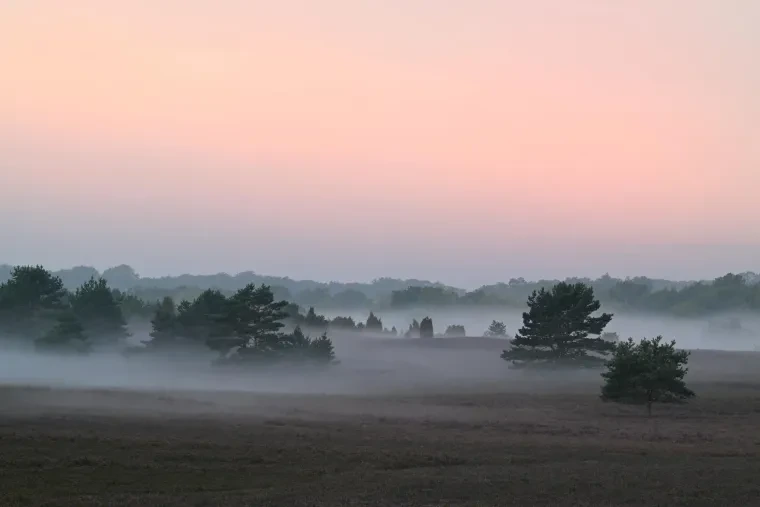 Landschaft – Lüneburger Heide, Heide, Sonnenaufgang,Morgenlicht,Nebel, Spätsommer