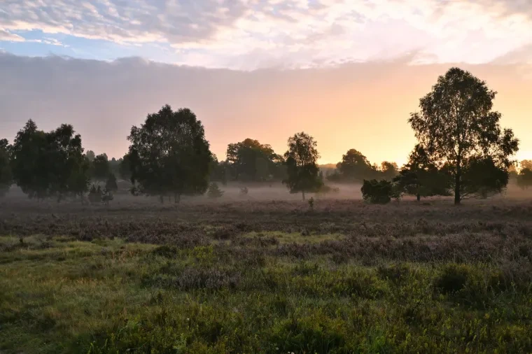 Landschaft – Lüneburger Heide, Heide, Sonnenaufgang,Morgenlicht,Nebel, Spätsommer