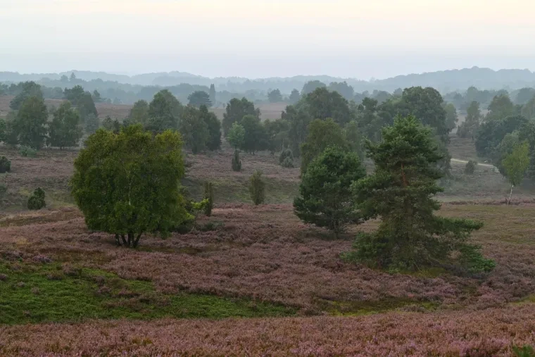 Landschaft – Lüneburger Heide, Heide, Sonnenaufgang,Morgenlicht,Nebel, Spätsommer
