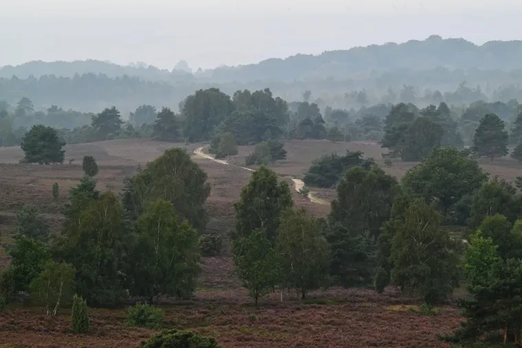 Landschaft – Lüneburger Heide, Heide, Sonnenaufgang,Morgenlicht,Nebel, Spätsommer