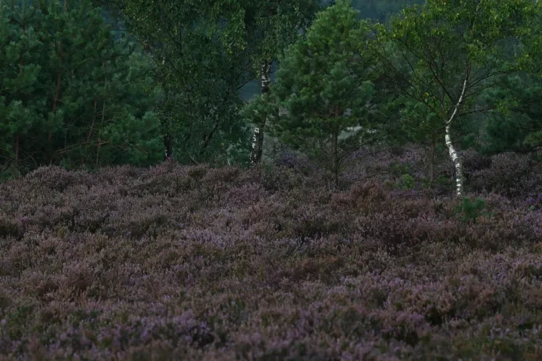 Landschaft – Lüneburger Heide, Heide, Sonnenaufgang,Morgenlicht,Nebel, Spätsommer