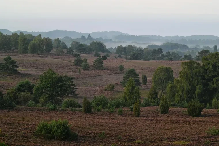 Landschaft – Lüneburger Heide, Heide, Sonnenaufgang,Morgenlicht,Nebel, Spätsommer