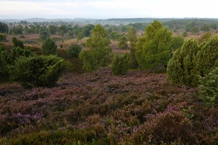 Landschaft – Lüneburger Heide, Heide, Sonnenaufgang,Morgenlicht,Nebel, Spätsommer
