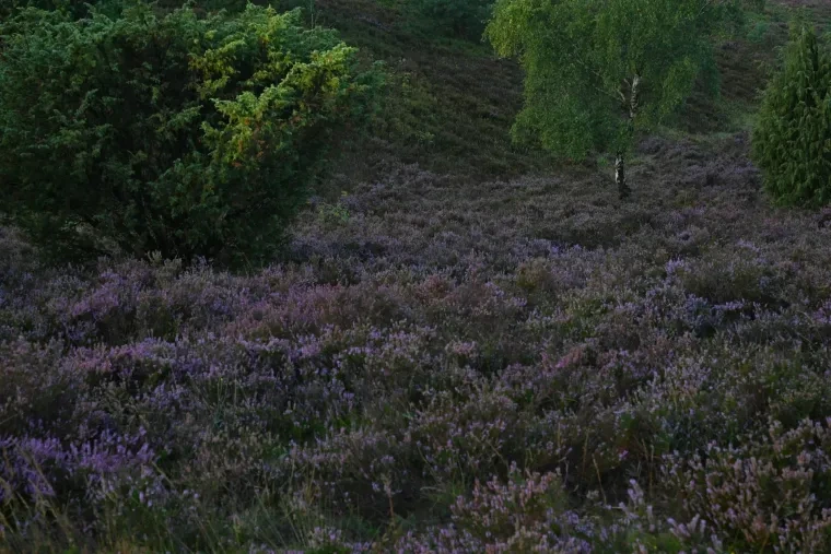 Landschaft – Lüneburger Heide, Heide, Sonnenaufgang,Morgenlicht,Nebel, Spätsommer