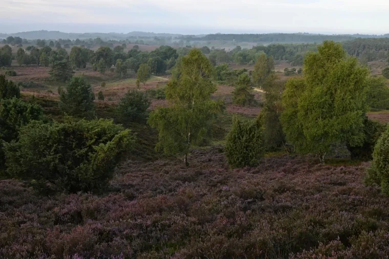 Landschaft – Lüneburger Heide, Heide, Sonnenaufgang,Morgenlicht,Nebel, Spätsommer