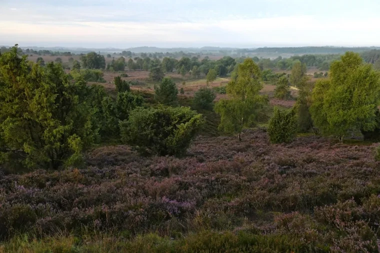 Landschaft – Lüneburger Heide, Heide, Sonnenaufgang,Morgenlicht,Nebel, Spätsommer