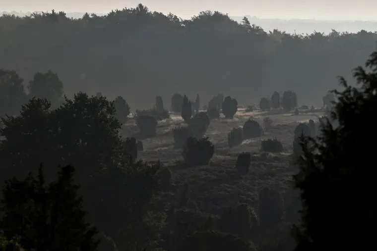 Landschaft – Lüneburger Heide, Heide, Sonnenaufgang,Morgenlicht,Nebel, Spätsommer