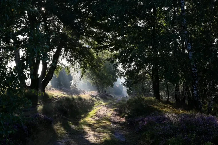 Landschaft – Lüneburger Heide, Heide,Wald, Morgenlicht,Sonnenstern, Spätsommer