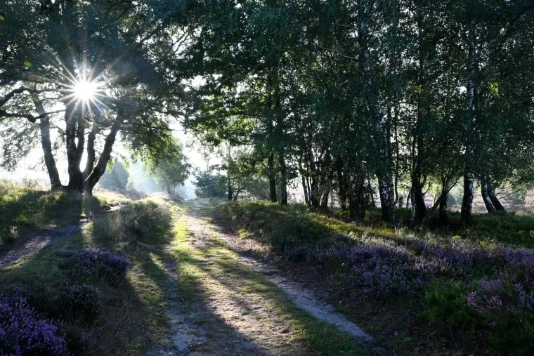 Landschaft – Lüneburger Heide, Heide,Wald, Morgenlicht,Sonnenstern, Spätsommer