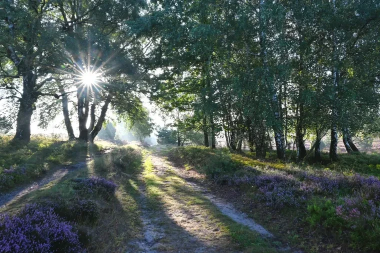 Landschaft – Lüneburger Heide, Heide,Wald, Morgenlicht,Sonnenstern, Spätsommer