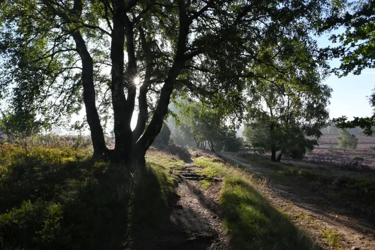 Landschaft – Lüneburger Heide, Heide, Sonnenaufgang,Morgenlicht,Nebel, Spätsommer