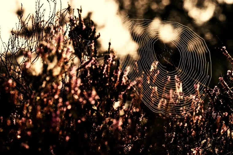 Landschaft – Lüneburger Heide, Heide,Wald, Morgenlicht,Sonnenstern, Spätsommer