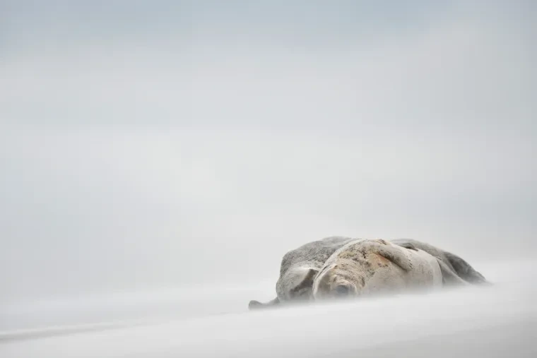 Säugetiere – Helgoland, Kegelrobbe, Malerisch, Winter